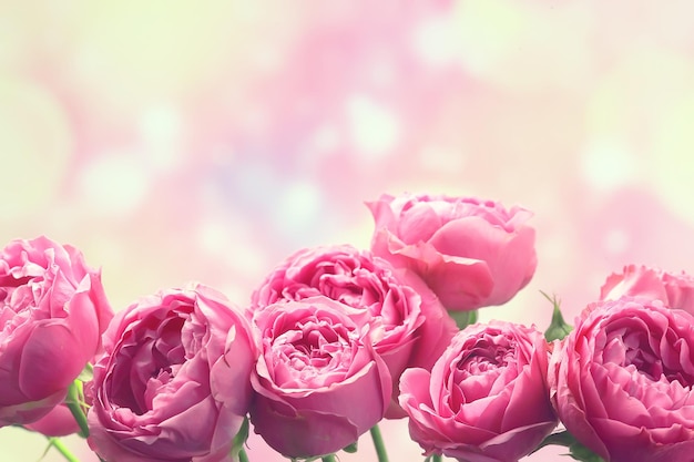 ramo de rosas rosas fondo / concepto de vacaciones, hermoso fondo de flores rosas