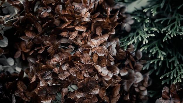 Foto ramo seco de flores de hortênsia