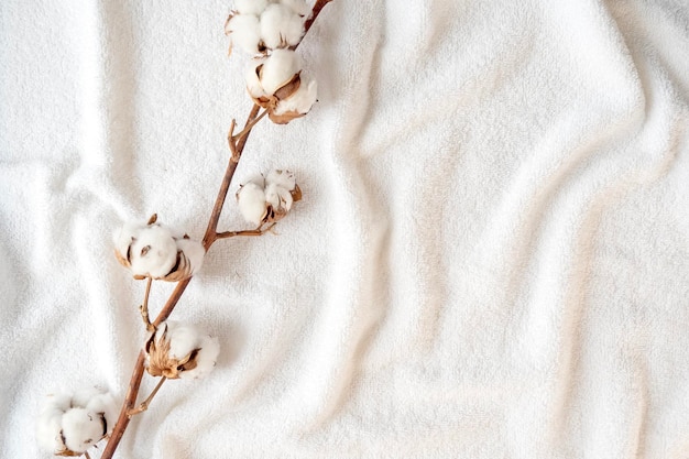 Ramo seco de planta de algodão com flores em espaço de toalha de elegância branco macio para texto