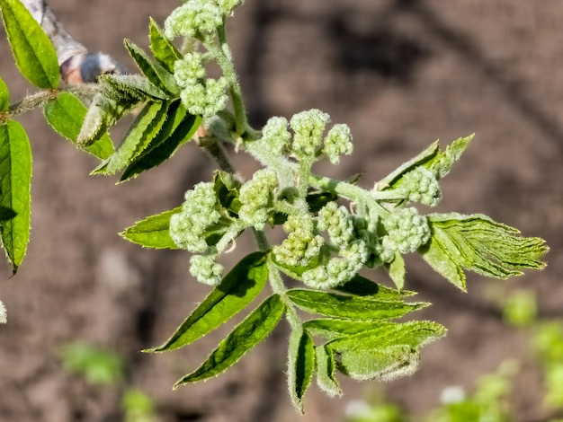 Ramo de sorbus aucuparia con hojas verdes jóvenes y brotes florales