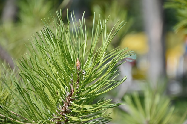 Ramo spruce verde no tempo ensolarado no dia ao ar livre. Imagem de fundo floral com fundo desfocado