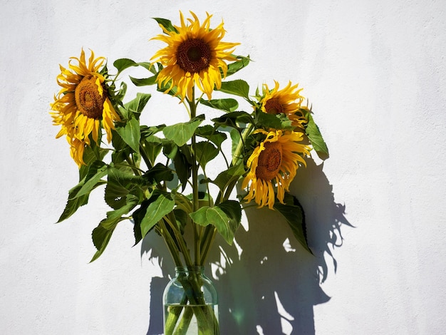 Foto ramo de tres girasoles contra una pared blanca.