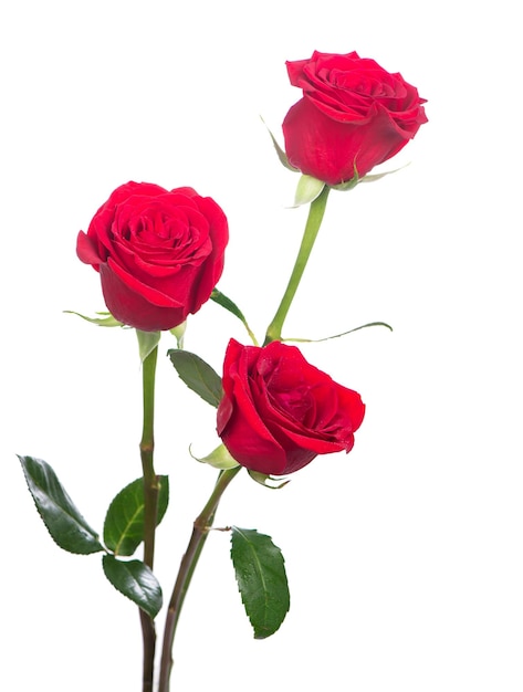 Foto ramo de tres rosas varias rosas rojas sobre un fondo blanco.