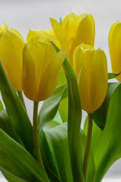 Un ramo de tulipanes amarillos con hojas verdes en el fondo.