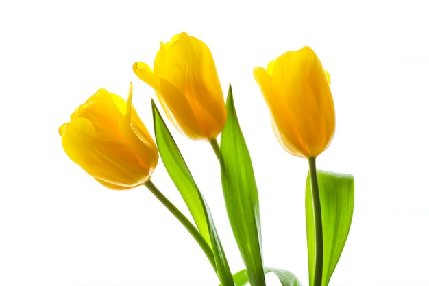 Ramo de tulipanes amarillos iluminados por la luz del sol aislado sobre un fondo blanco.