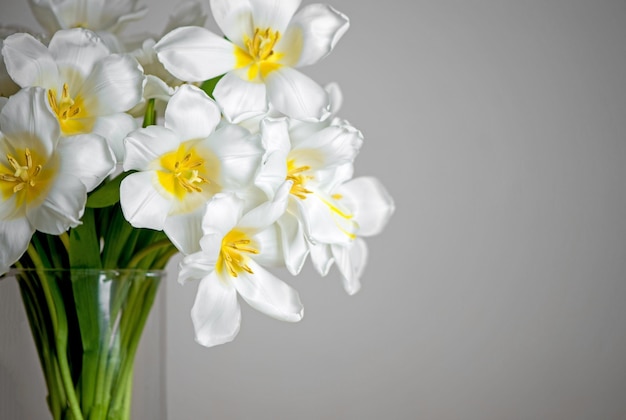 Ramo de tulipanes blancos frescos en jarrón de vidrio sobre un fondo beige en una mesa en el interior de un apartamento moderno