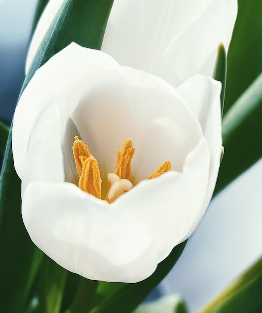Ramo de tulipanes blancos hermosas flores concepto