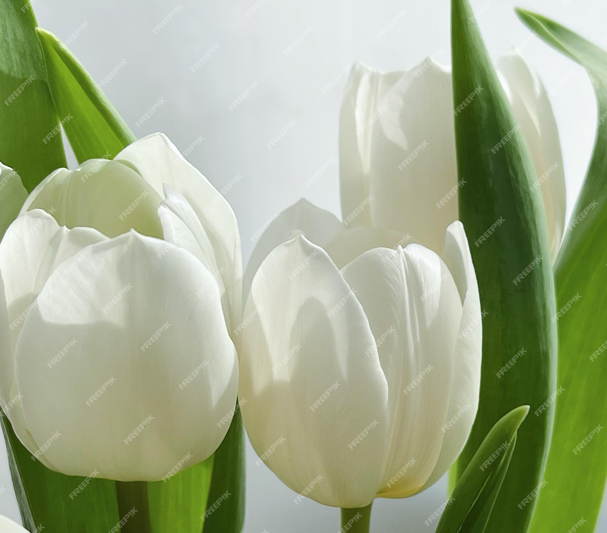Ramo de tulipanes blancos hermosas flores concepto | Foto Premium