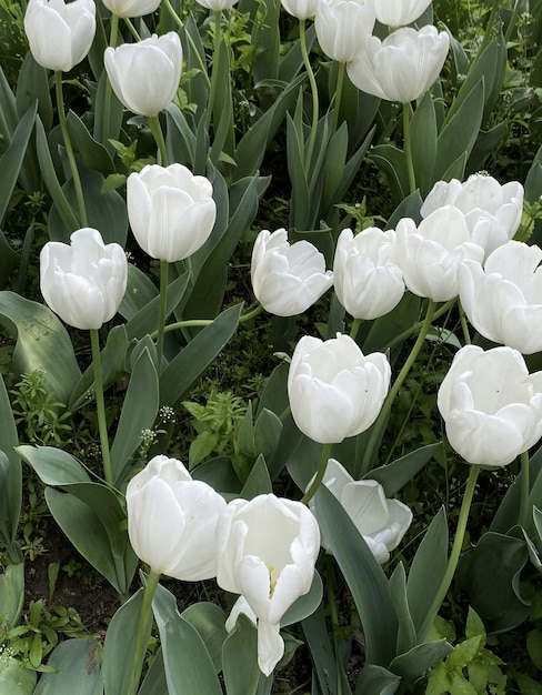 Un ramo de tulipanes blancos en un jardín.