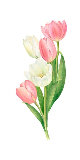 Un ramo de tulipanes blancos y rosas ilustración acuarela dibujada a mano