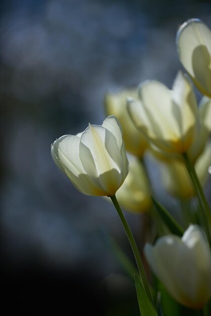 Ramo de tulipanes blancos sobre un fondo oscuro Primer ramo de hermosas flores de tulipán con tallos verdes Plantas con flores perennes de primavera cultivadas como adornos por su belleza y fragancia floral