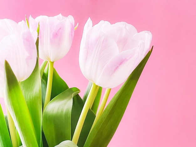 Ramo de tulipanes blancos sobre fondo rosa hermosas flores y concepto de regalo floral
