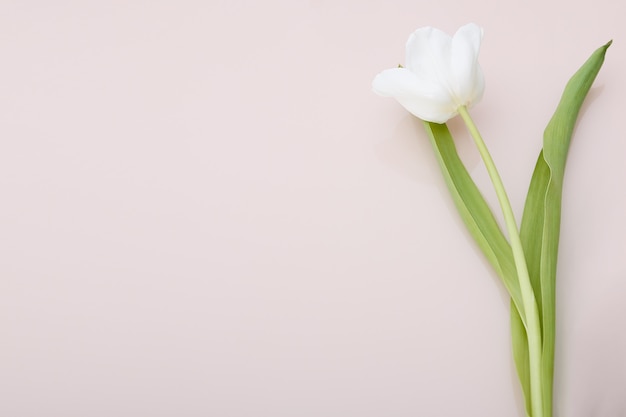 Ramo de tulipanes blancos sobre rosa