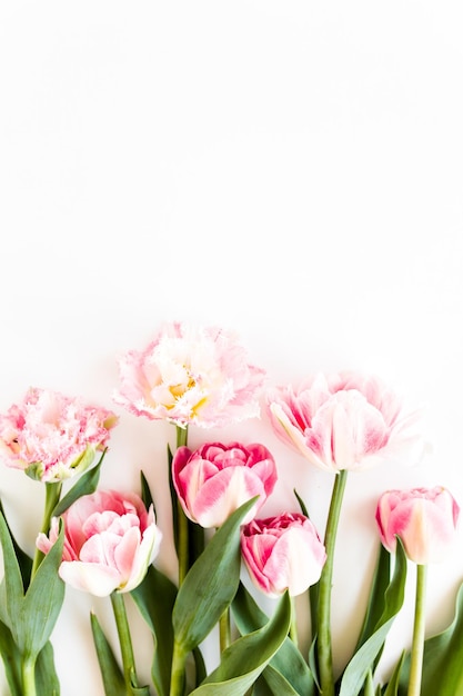 Ramo de tulipanes de color rosa sobre fondo blanco concepto floral mínimo vista plana endecha superior
