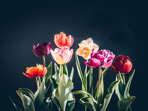 Ramo de tulipanes de colores sobre fondo oscuro