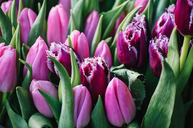 Un ramo de tulipanes de colores. El telón de fondo de las flores de colores.