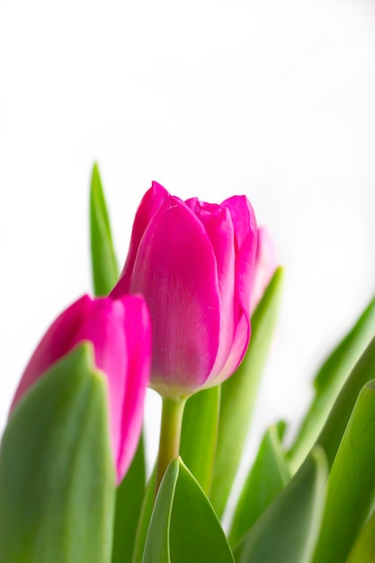 ramo de tulipanes en un concepto de tarjeta de felicitación de fondo blanco