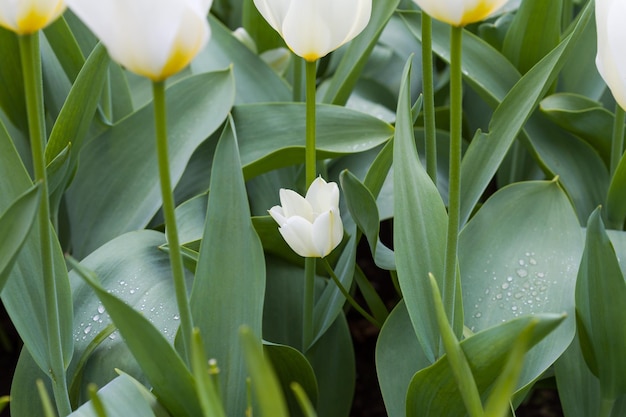 Ramo de tulipanes en flor blanca de hermosas flores en flor en un parque de tulipanes holandés