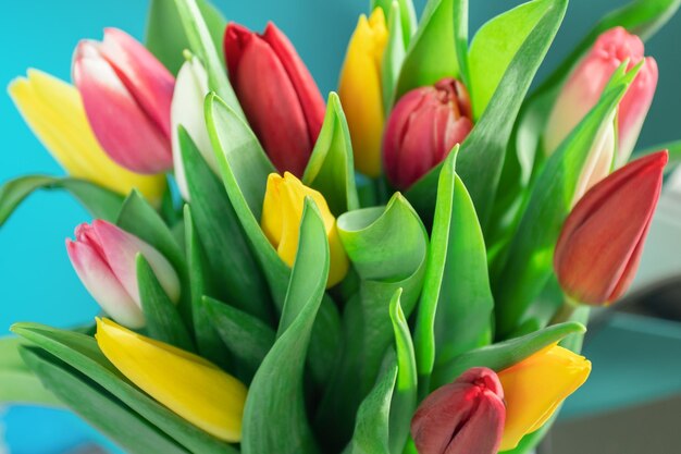 Ramo de tulipanes de flores de primavera sobre un fondo azul.