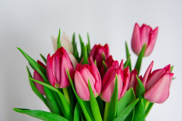 Ramo de tulipanes de flores rosadas de primavera sobre fondo blanco