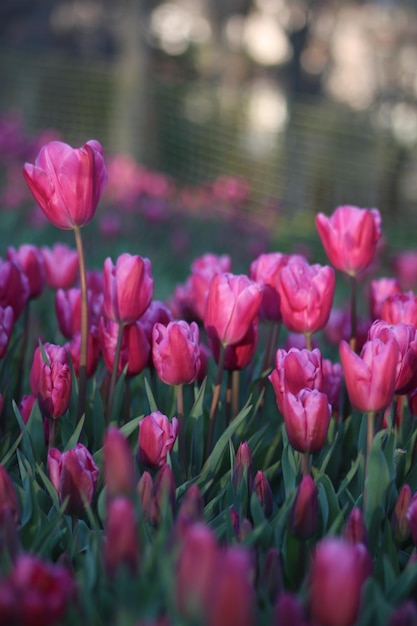 Un ramo de tulipanes en un jardín.