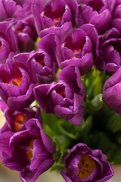 Ramo de tulipanes lilas con bordes borrosos fondo sólido