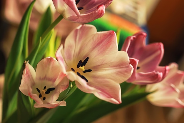 Ramo de tulipanes macro