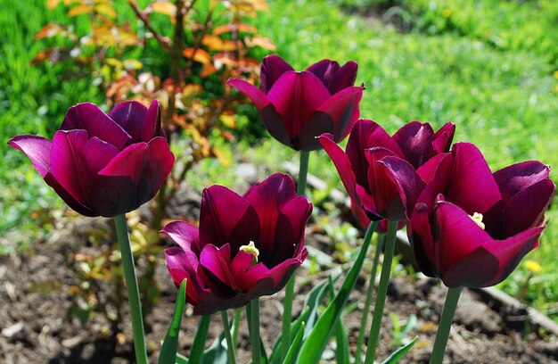 Un ramo de tulipanes morados con la palabra tulipanes en la parte inferior.