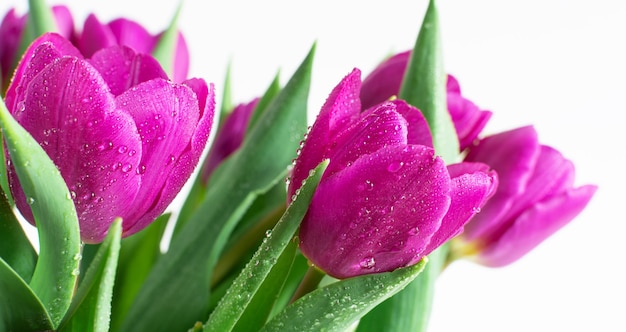 Ramo de tulipanes morados de primavera con gotas de agua brillante Fondo de primavera Tarjeta de felicitación de vacaciones