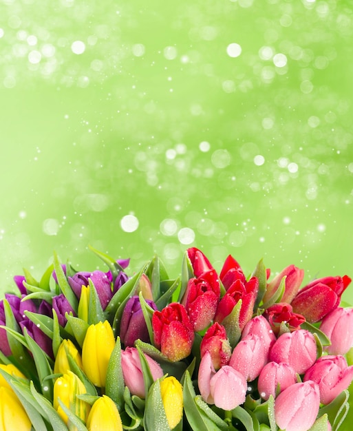 Ramo de tulipanes multicolores sobre fondo verde borroso. flores frescas de primavera con gotas de agua