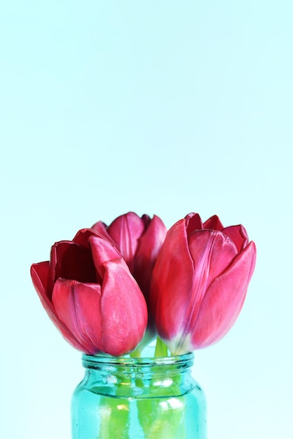 Ramo de tulipanes de primavera en un frasco sobre una vista lateral de fondo azul Flores con espacio vacío