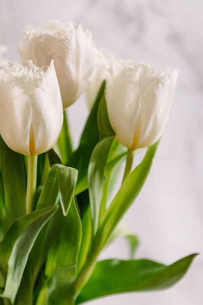 Ramo de tulipanes de primavera fresca blanco hermoso color imagen recortada