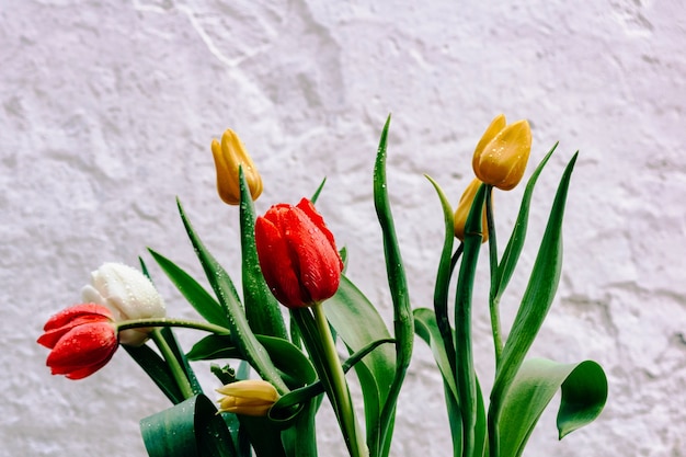 Ramo de tulipanes rojos, amarillos y blancos en gotas de agua de pared con textura blanca. Foto para postales.