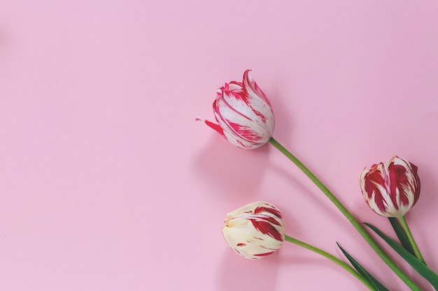 Ramo de tulipanes rojos y blancos en pared rosa. Copie el espacio para el texto, vista superior