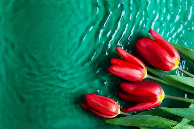 Un ramo de tulipanes rojos en el fondo de agua verde de la mañana