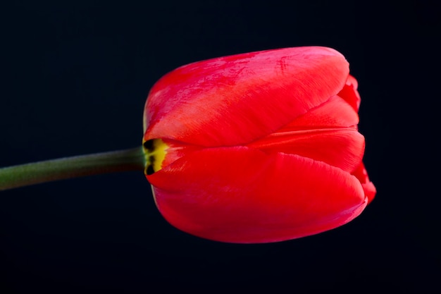 Ramo de tulipanes rojos para regalar en vacaciones