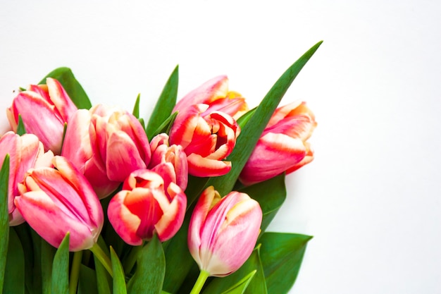 Foto ramo de tulipanes rosas con borde claro aislado sobre fondo blanco. flores de primavera.