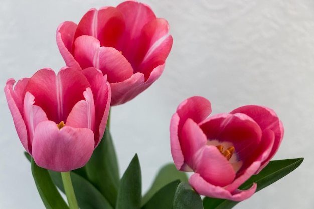 ramo de tulipanes rosas de cerca sobre fondo blanco