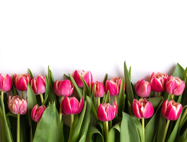 Ramo de tulipanes rosas varietales con venas blancas en una vista superior de fondo de madera blanca