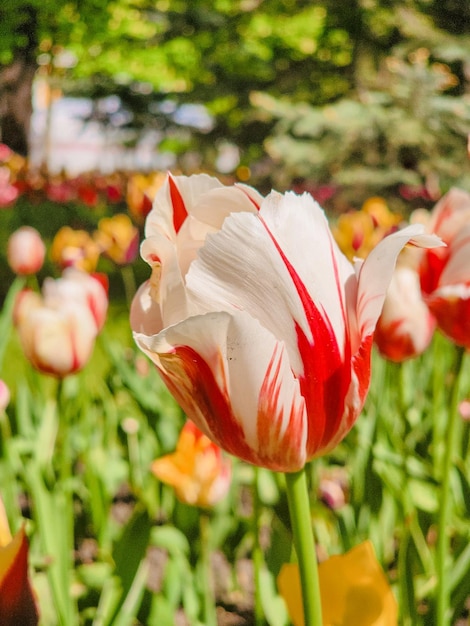 un ramo de tulipanes rosas