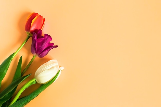 Ramo de tulipanes sobre un fondo naranja concepto día de la madre pascua primavera amor