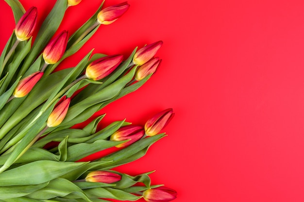 Ramo de tulipanes sobre fondo rojo con espacio de copia para la vista superior del texto