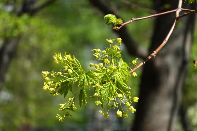 Ramo único de bordo com pequenas folhas verdes jovens e flores no período de floração na floresta