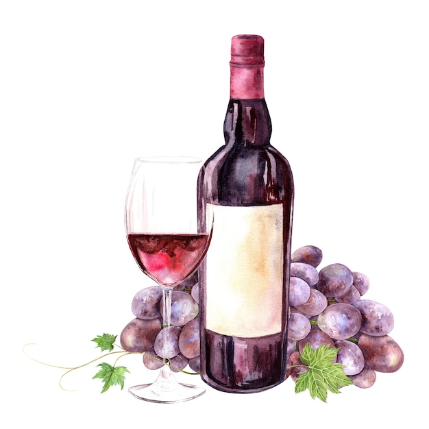 Un ramo de uvas azules vino y un vaso de vino rojo aislado acuarela ilustración dibujada a mano