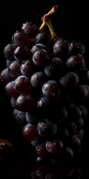 Ramo de uvas negras con gotas de agua