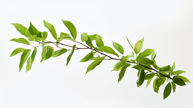 Ramo verde com folhas caídas fundo branco