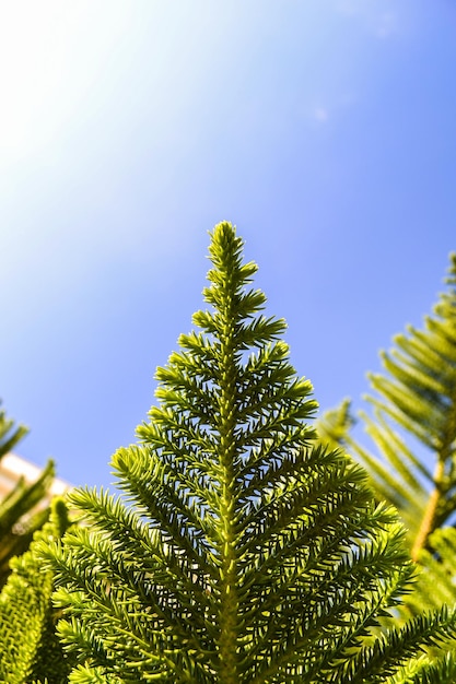 Foto ramo verde de um thuja em um fundo azul em dia ensolarado