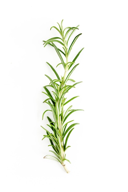 Ramo verde e folhas de alecrim isolados em um fundo branco Ervas planas vista superior