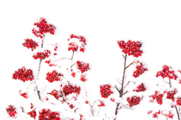 Ramo vermelho de ashberry coberto de neve no inverno, nos feriados de Natal ou ano novo, isolado no fundo branco, copie o espaço