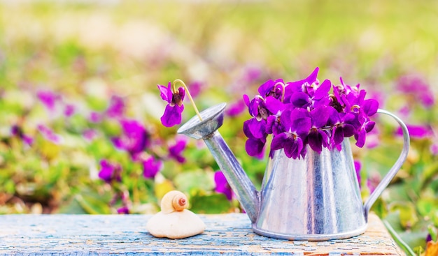 Ramo de violetas de flores del bosque en una regadera de lata y caracol de concha